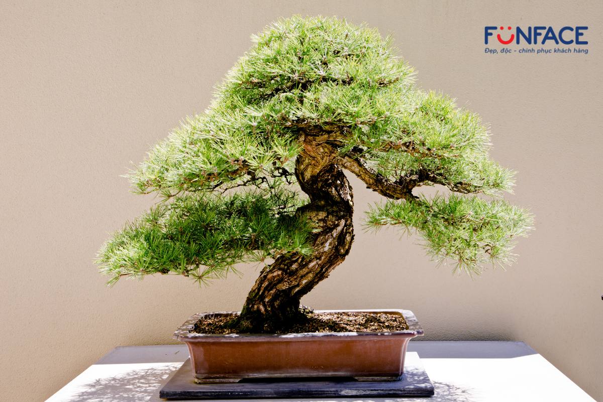 Cây bonsai để bàn đẹp nhất, hợp phong thuỷ 