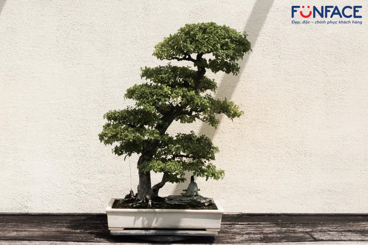 Cây bonsai có ý nghĩa mang đến tài lộc, may mắn 